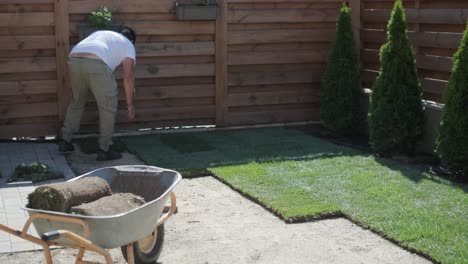 gardener laying lawn in private yard with wooden fence