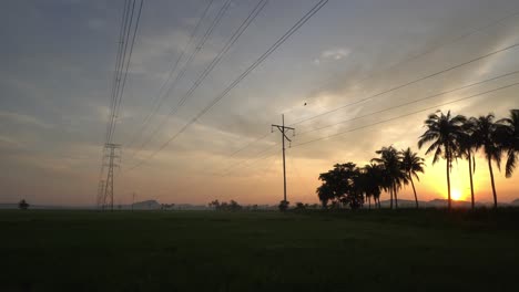 Panning-at-paddy-field,-coconut-farm-over-electric-tower