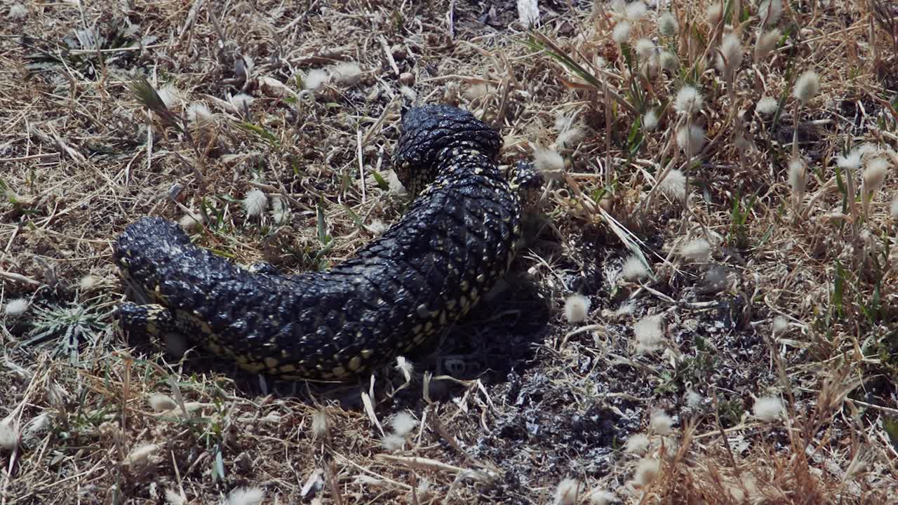 Una lucertola con pelle testurizzata si muove attraverso un campo erboso secco, mimetizzandosi nell'habitat naturale.