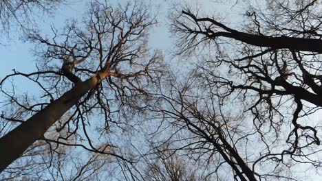 moviéndose lentamente a través de un bosque de invierno mientras la luz del sol dorada ilumina los árboles de hoja caduca desnudos, antena