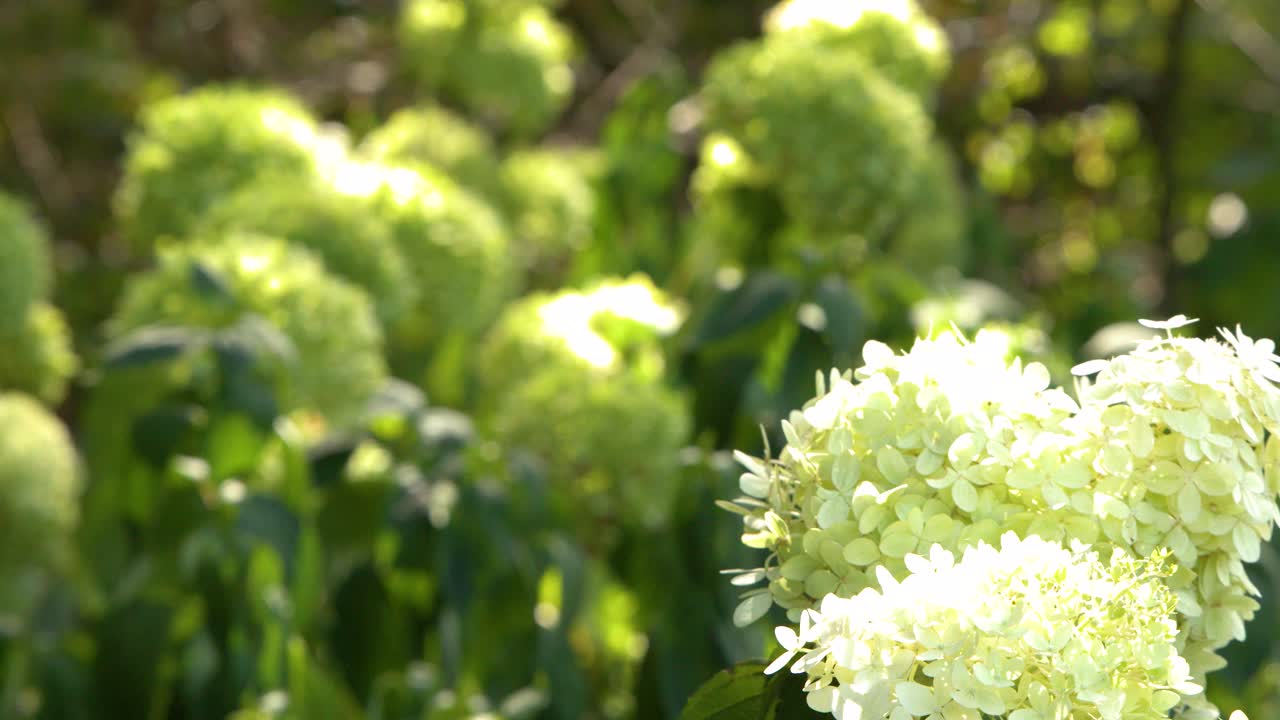 White hydrangea flowers gently move in bright sunlight, surrounded by lush green foliage outdoors