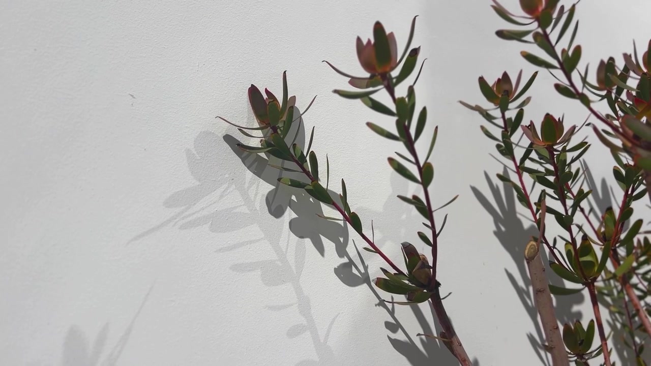 Delicate ombre di piante danzano su una parete bianca illuminata dal sole, creando un'immagine serena. Ideale per progetti incentrati su natura, luce e minimalismo.
