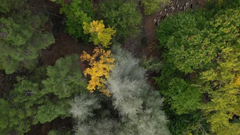 Bosque-En-Temporada-De-Otoño