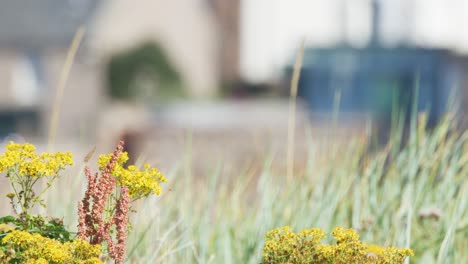 Yellow wildflowers and grasses sway gently in a sunlit outdoor setting, with a blurred urban background. Shallow depth of field and natural lighting create a peaceful mood