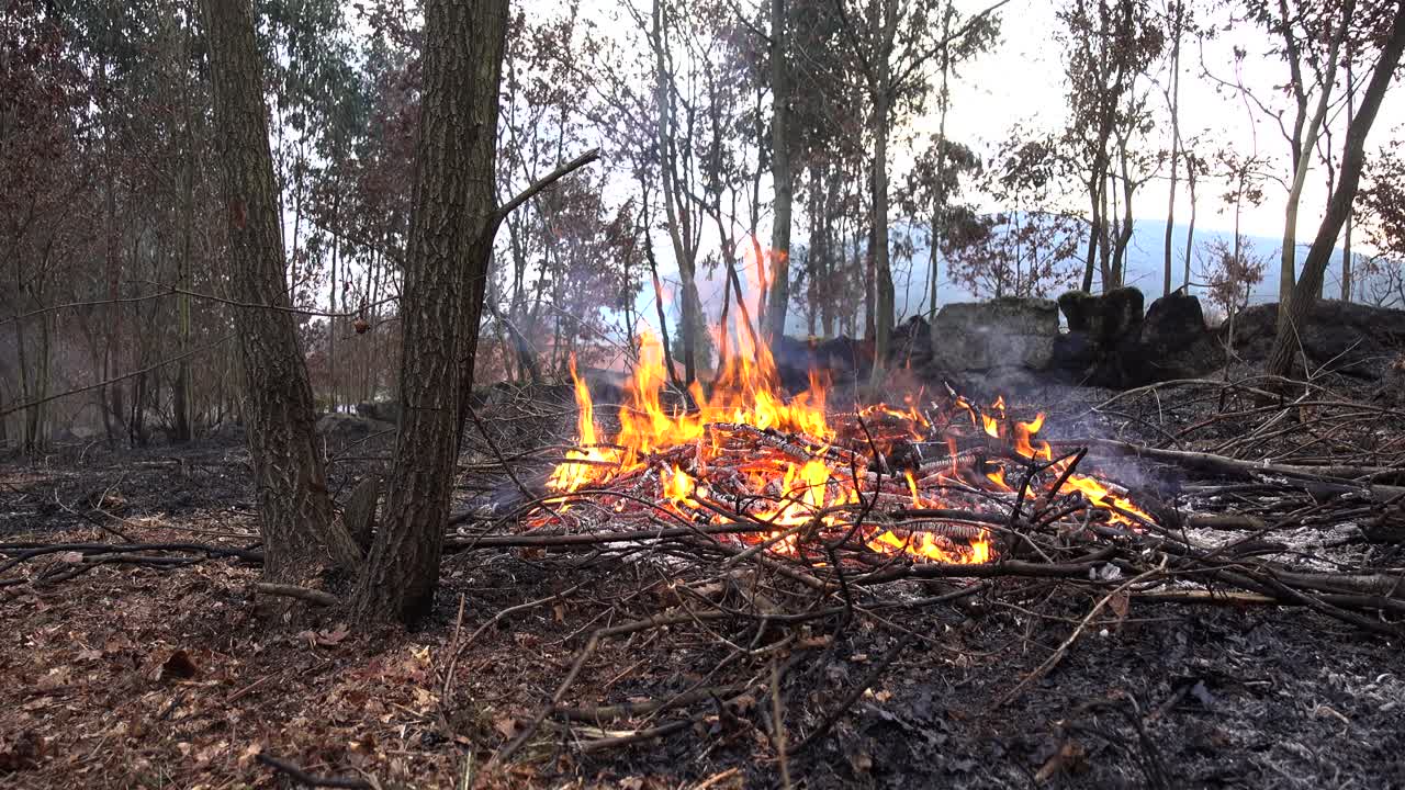 Brand ødelægger træer og skovens dyr.