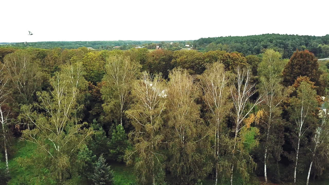 Drone shot aerial view of autumn trees in the park. Beautiful landscape of natural background at day. Aerial view. Camera moves right.