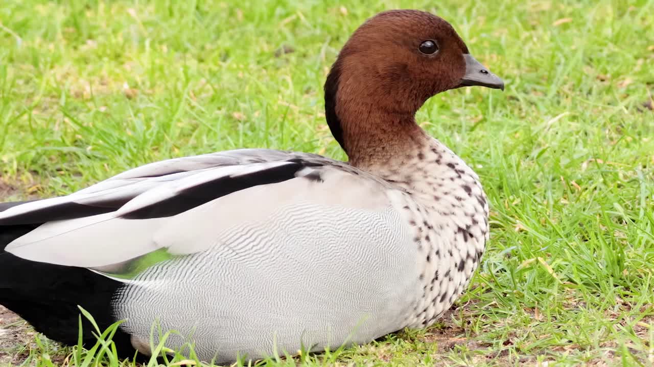 Spotted Duck Resting in Grass