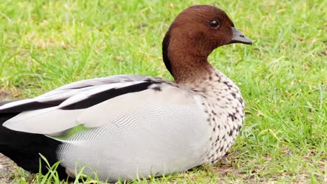 spotted duck resting in grass