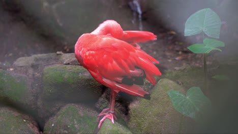 Close-up-peeking-through-shot-of-an-exotic-bird-species,-scarlet-Ibis,-eudocimus-ruber,-perching-on-the-rock-in-the-forest,-preening,-grooming-and-cleaning-its-vibrant-red-feathers-with-its-long-bill