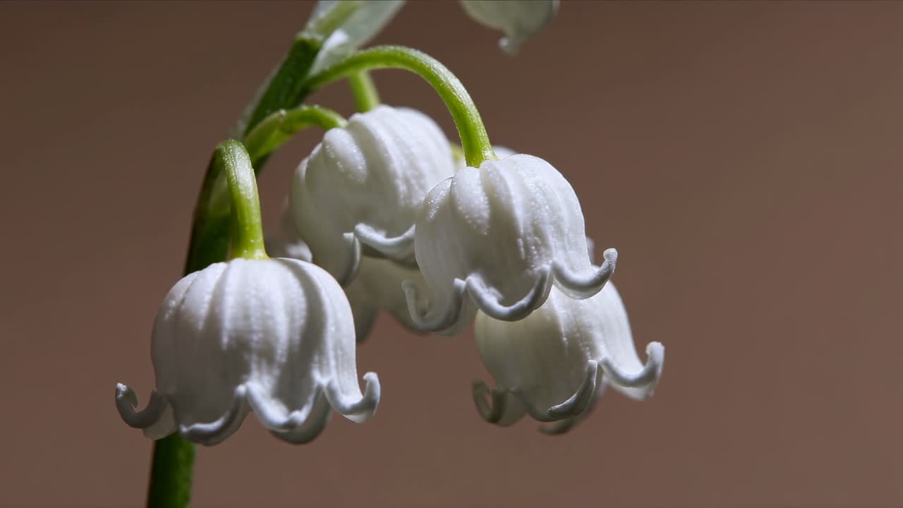 El vídeo captura un primer plano sereno de flores delicadas y destaca los intrincados detalles.