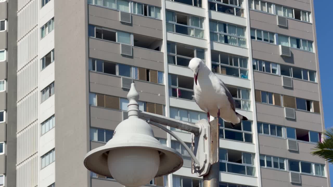 Una gaviota se posa en lo alto de una farola cerca de Ciudad del Cabo, Sudáfrica.