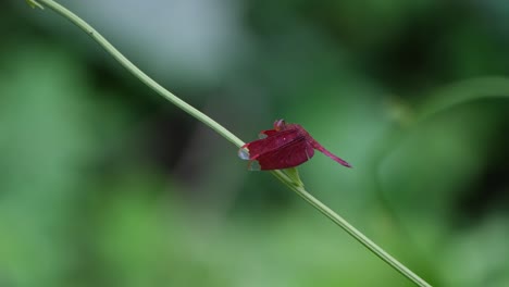 descansando en una ramita pequeña, el planeador de pantano carmesí trithemis aurora está moviendo su cabeza arriba y abajo, mientras la ramita se balancea suavemente en el viento, dentro de uno de los parques nacionales de tailandia