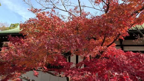 red maple leaves fluttering in the breeze.