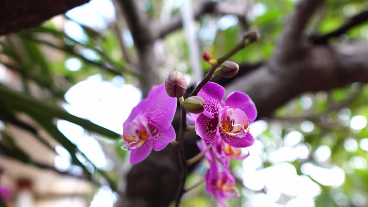 orquídea púrpura soplando viento moviendo sacudiendo floreciente flor delicada