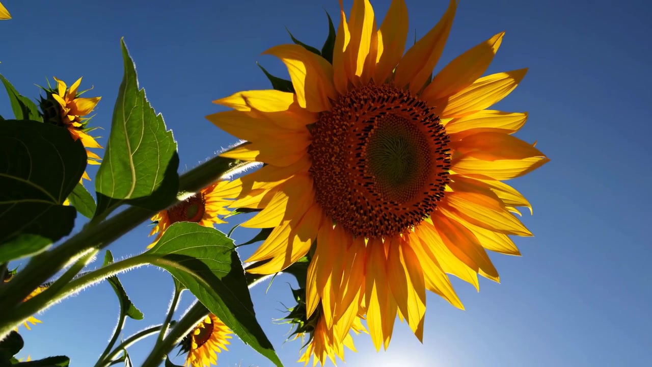 Girasoles vibrantes girando para mirar al sol en un día soleado
