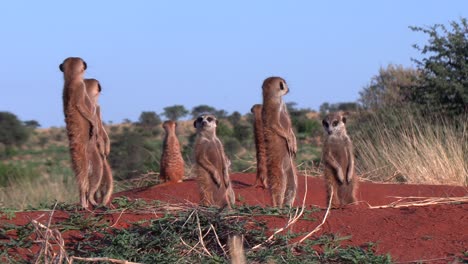 beautiful close-up of meerkats standing upright and alert on their burrow early morning in the southern kalahari