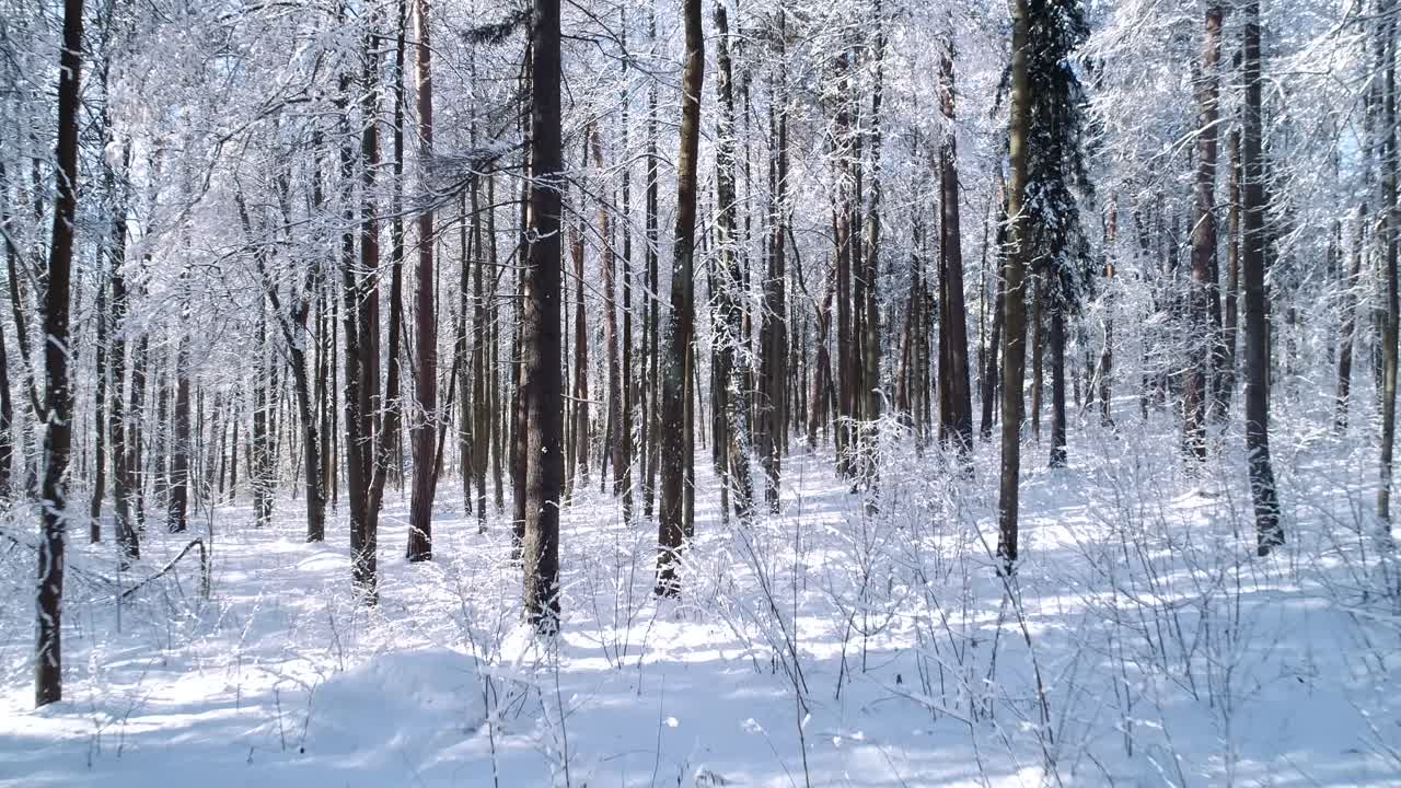Flyvende mellem træerne i en sneklædt skov om vinteren