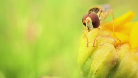 Macro-De-Perca-Hoverfly-Sobre-Pétalos-De-Flor-Amarilla