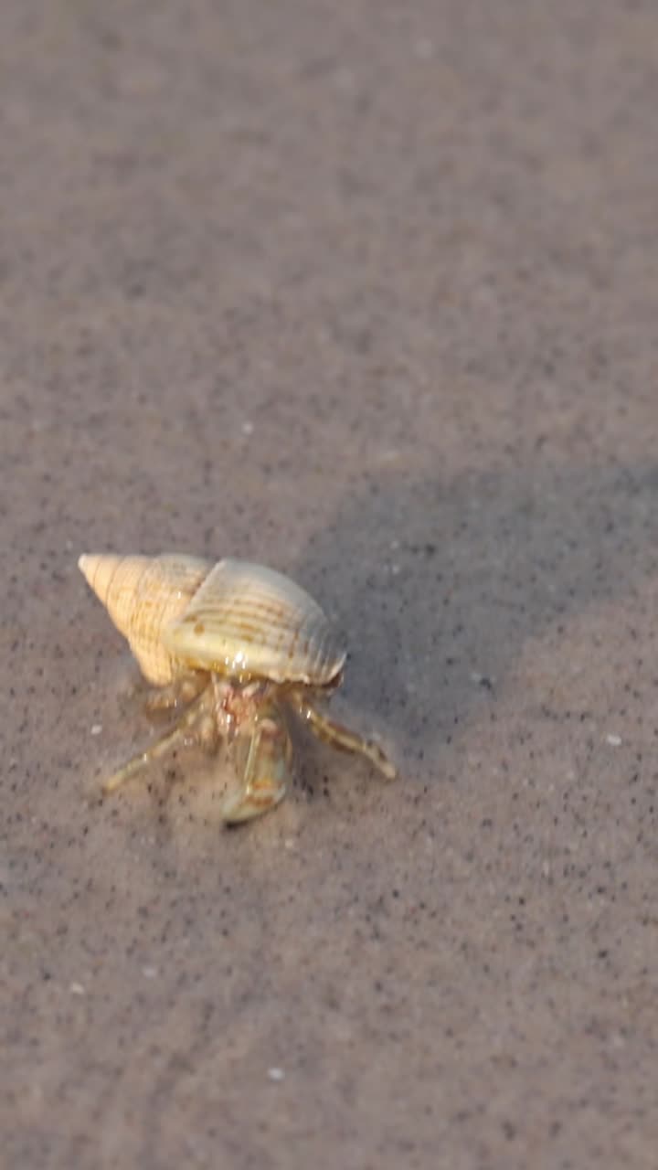 Hermit crab traversing sandy beach terrain