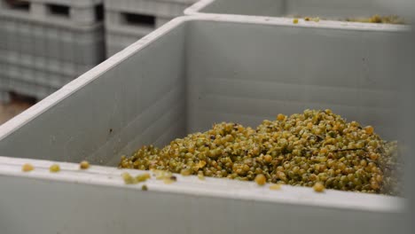 Harvested-white-wine-grapes-transferred-between-plastic-bins-at-cellar