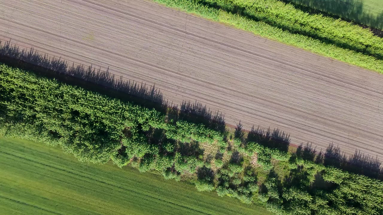Overhead drone angle of an agroforestry and alley cropping field layout with shadows on plowed soil