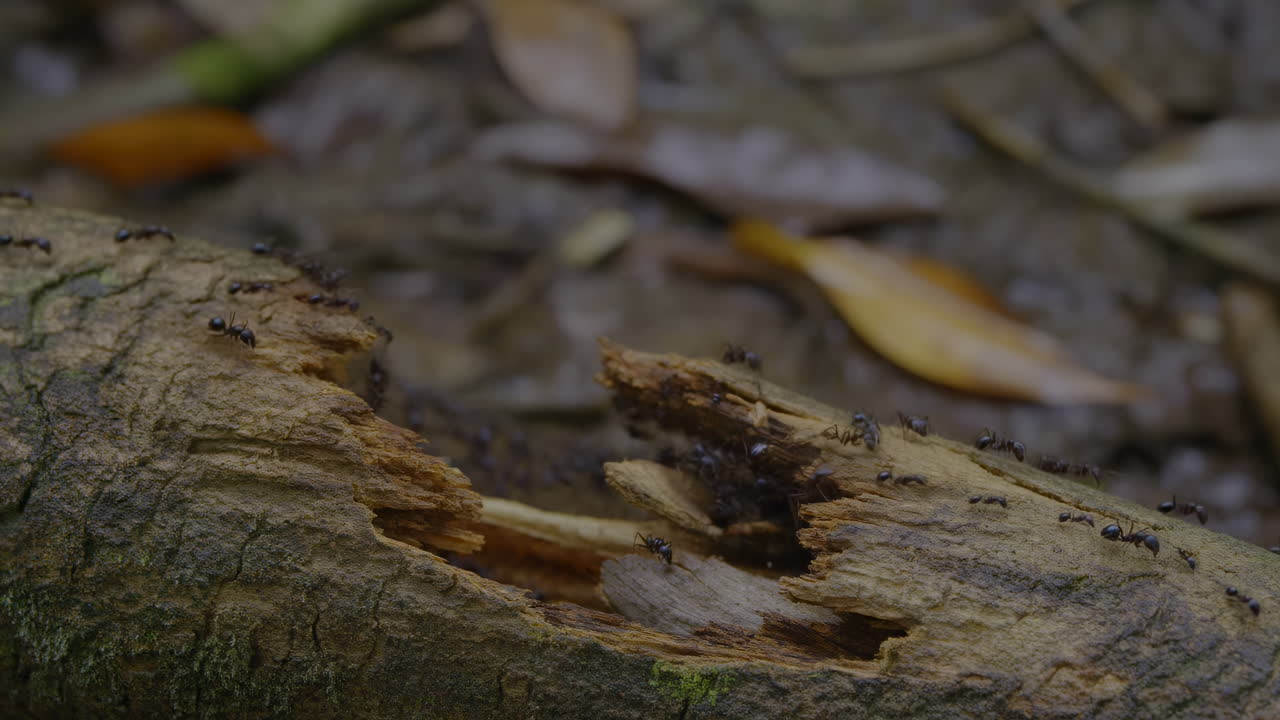 Primo piano di formiche che strisciano su un tronco spezzato nel bosco.