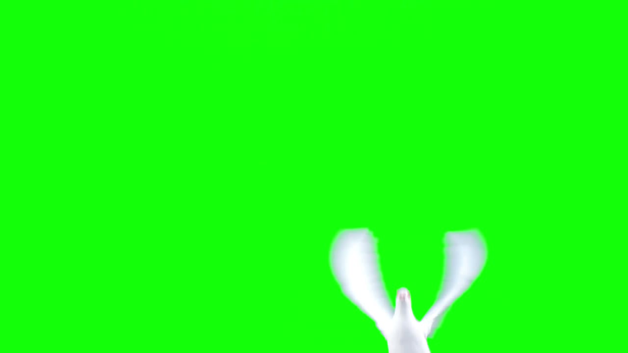 날아다니는  비둘기