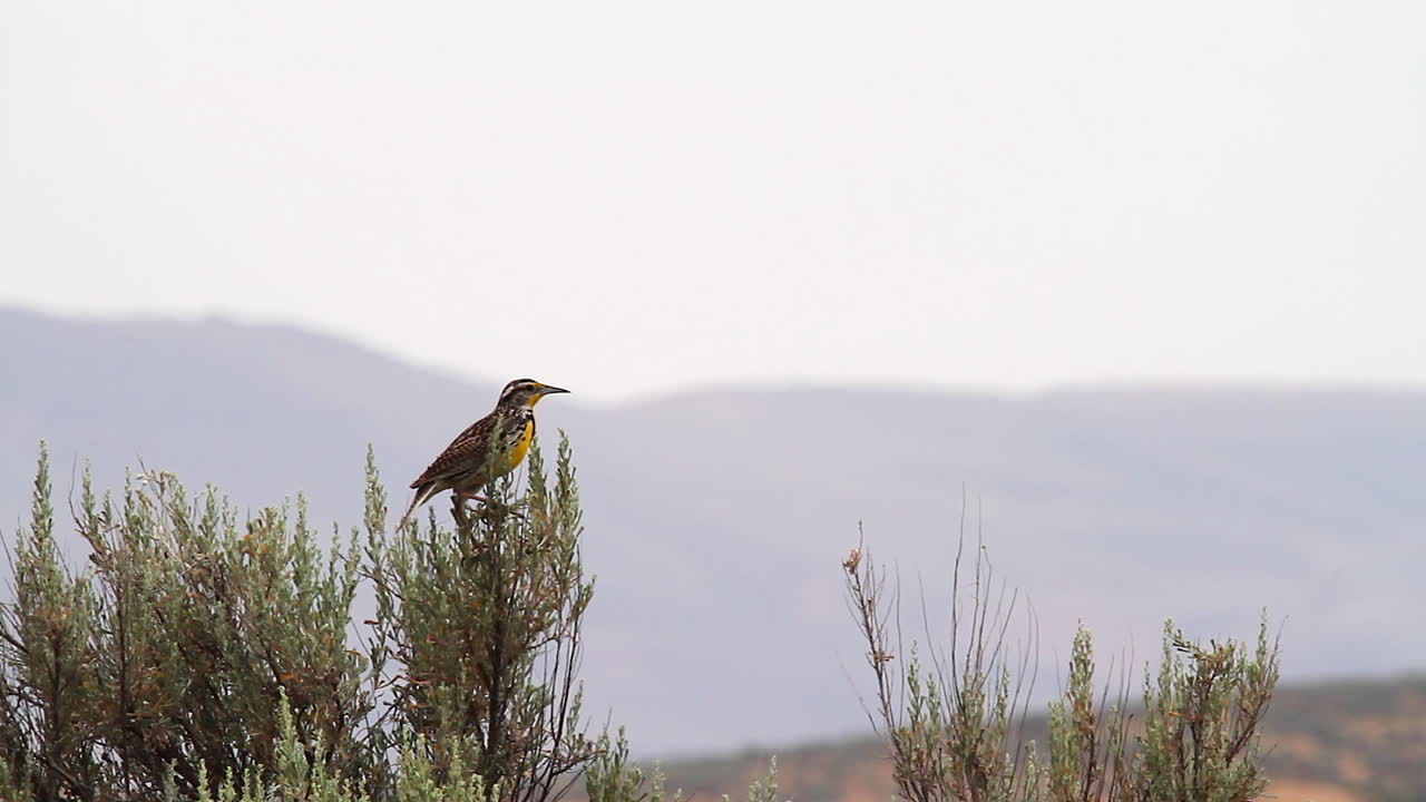 el colorido pájaro meadowlark se para en los arbustos contra el cielo blanco en blanco