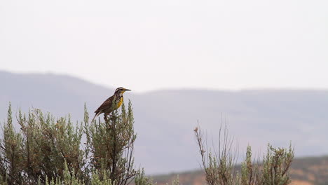 Colorido-Pájaro-Pradera-Se-Alza-Sobre-Arbustos-Contra-El-Cielo-Blanco