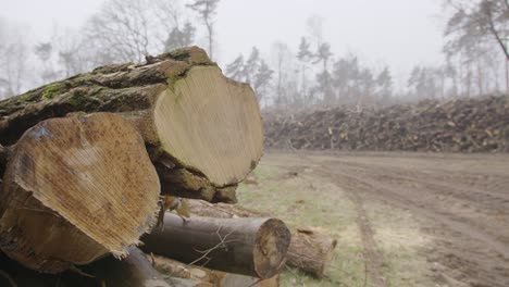 Auf-Einer-Lehmwiese-Liegen-Große-Haufen-Geschnittener-Baumstämme