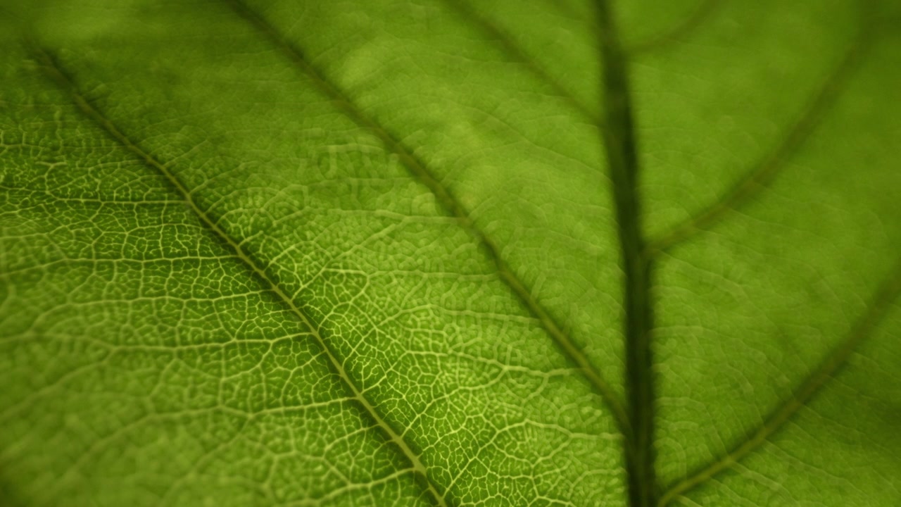 Backlit green leaf vein structure with subtle detailed organic texture, macro shallow depth of field for backdrop or background