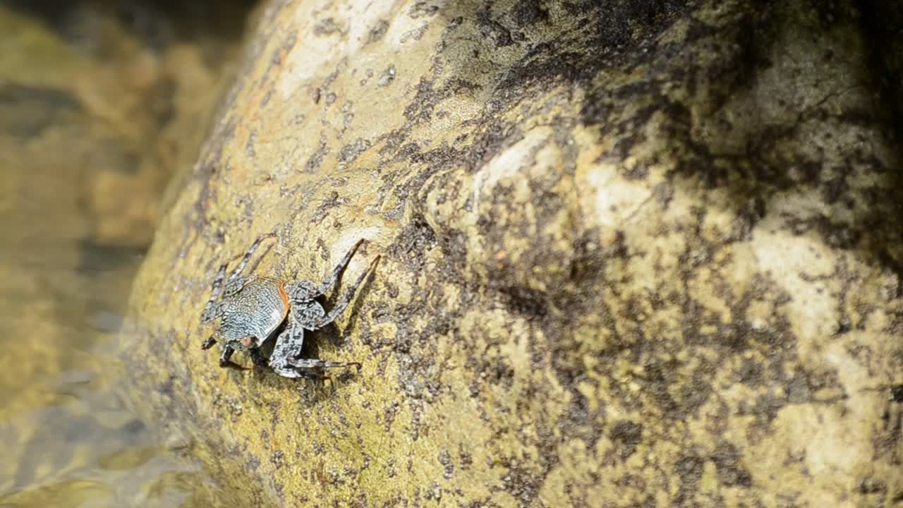 썰물 때 해안 바위에 조류를 먹이는 다채로운 코스타리카 게