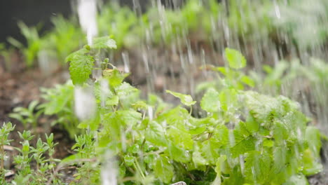 Watering-mint-plant-in-slow-motion-close-up-kitchen-herbs-home-grown