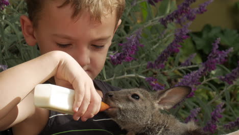 Junge-Sitzt-Und-Säugt-Ein-Joey-Känguru