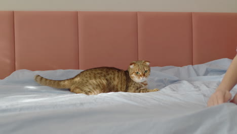 cat on a bed