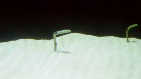 detail of small spotted garden eel in aquarium