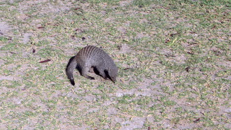 Mungo-Im-Etosha-Nationalpark