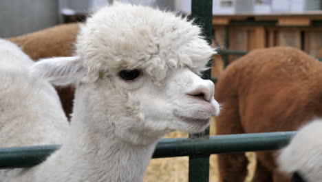 close up shot of alpaca face on farm