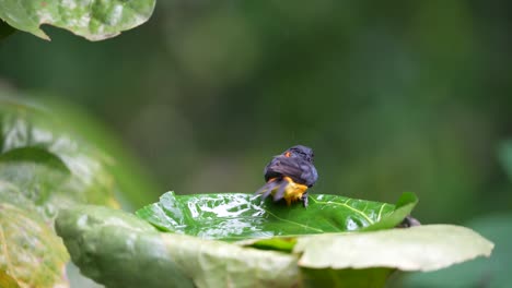 Orangenbäuchiger-Blumenspecht,-Der-Auf-Dem-Blatt-Badet