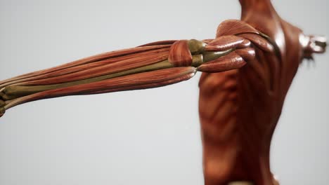 muscular system of human body animation