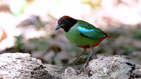 Commonly-found-in-the-Southeast-Asia-and-quite-a-friendly-bird