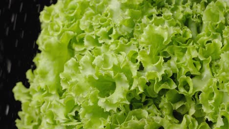 fresh lettuce under water spray
