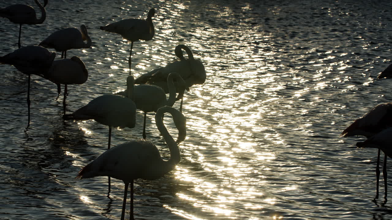 플라밍고 키네 4k 07