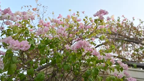 blooming bougainvillea flowers, bright pink paper flowers in a backyard