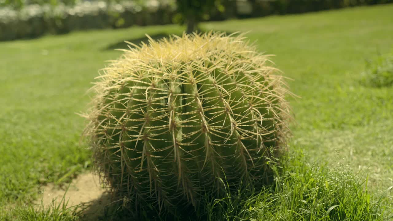 un enorme cactus creciendo en el césped.