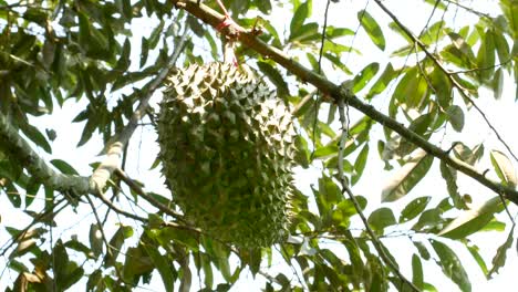 frutas de durian en el árbol