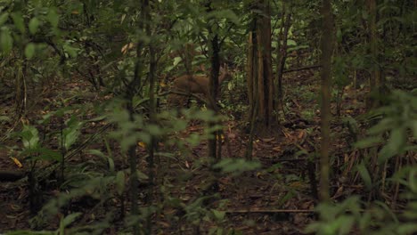 Viendo-Dos-Ciervos-Comiendo-Hojas-En-El-Bosque