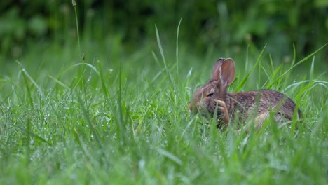 Ein-Junges-Waldkaninchen,-Das-An-Einem-Sommermorgen-Im-Taufeuchten-Gras-Nach-Erlesenen-Grashalmen-Sucht