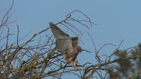 kestrel in a tree moves with spread wings to another branch, slow motion