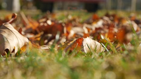 autumn leaves on grass